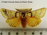 Phalera latipennis